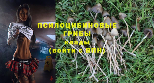 прущие грибы Лабытнанги